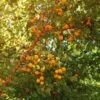 Wildaprikose Prunus Armeniaca -Baumwelt Verkaufsgeschäft Wilde Marille