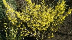 Zaubernuss `Arnold Promise´ Hamamelis X Intermedia `Arnold Promise´ -Baumwelt Verkaufsgeschäft Zaubernuss