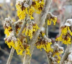 Zaubernuss `Arnold Promise´ Hamamelis X Intermedia `Arnold Promise´ -Baumwelt Verkaufsgeschäft Zaubernuss 4