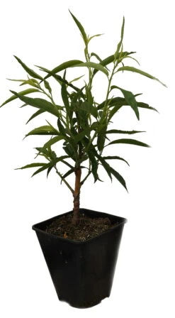 Zierpfirsich `Taoflora ® White´ (mit Essbaren Früchten) Prunus Persica `Taoflora ® White´ -Baumwelt Verkaufsgeschäft Zierpfirisch Taoflora white