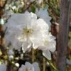 Zierpfirsich `Taoflora ® White´ (mit Essbaren Früchten) Prunus Persica `Taoflora ® White´ 11 Zierpfirsich `Taoflora ® White´ (mit Essbaren Früchten) Prunus Persica `Taoflora ® White´ -Baumwelt Verkaufsgeschäft Zierpfirsich weiss