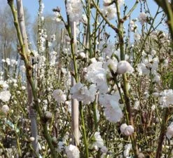 Zierpfirsich `Taoflora ® White´ (mit Essbaren Früchten) Prunus Persica `Taoflora ® White´ -Baumwelt Verkaufsgeschäft Zierpfirsich weiss4