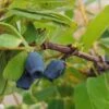 Sibirische Blaubeere / Honigbeere `Zojka Lonicera Kamtschatica `Zojka´ 4 Sibirische Blaubeere / Honigbeere `Zojka Lonicera Kamtschatica `Zojka´ -Baumwelt Verkaufsgeschäft Zojka sibirische Blaubeere1