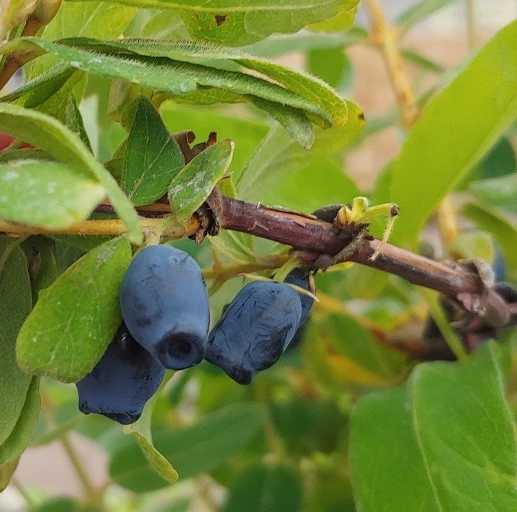 Sibirische Blaubeere / Honigbeere `Zojka Lonicera Kamtschatica `Zojka´ 1 Sibirische Blaubeere / Honigbeere `Zojka Lonicera Kamtschatica `Zojka´