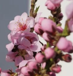 Zwergnektarine `Rubis® Necta ZeeⓈ´ Prunus Nucipersica -Baumwelt Verkaufsgeschäft Zwerg nektarine bl te