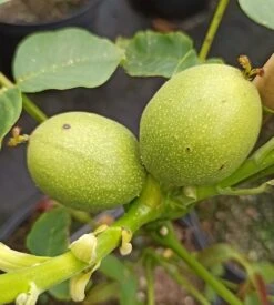 Zwerg-Walnuss Juglans Regia Var. Fertilis 7 Zwerg-Walnuss Juglans Regia Var. Fertilis -Baumwelt Verkaufsgeschäft Zwergwalnuss3
