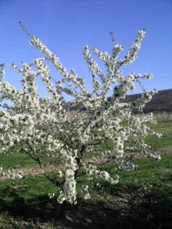 Achat Ⓢ Prunus Cerasus `Achat´ -Baumwelt Verkaufsgeschäft achat bl te