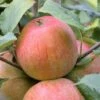Zwergapfel `Alkmene´ Malus Domestica `Alkmene -Baumwelt Verkaufsgeschäft alkmene