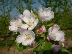 Allegro Ⓢ Malus Domestica -Baumwelt Verkaufsgeschäft allegro2