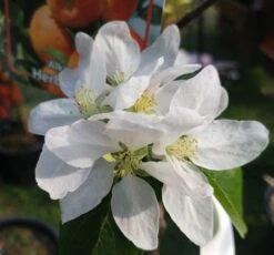 Alkmene Malus Domestica 9 Alkmene Malus Domestica -Baumwelt Verkaufsgeschäft almene