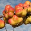 Apistar® Malus Domestica `Apistar´ -Baumwelt Verkaufsgeschäft apfel sternapi fruechte