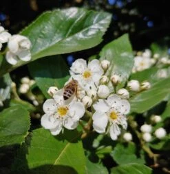 Apfeldorn Crataegus Lavallei `Carrierei´ -Baumwelt Verkaufsgeschäft apfeldorn 1