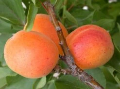 Baumwelt Verkaufsgeschäft -Baumwelt Verkaufsgeschäft aprigold2