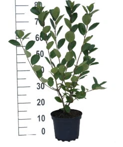 Aronia- Apfelbeere Nero Aronia Prunifolia `Nero´ -Baumwelt Verkaufsgeschäft aronia neroiiPvXE42DygxM