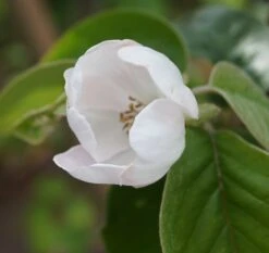 Tafelquitte Ayva® - Süßquitte, Kann Roh Verzehrt Werden Cydonia `Ayva´ -Baumwelt Verkaufsgeschäft ayva bl te