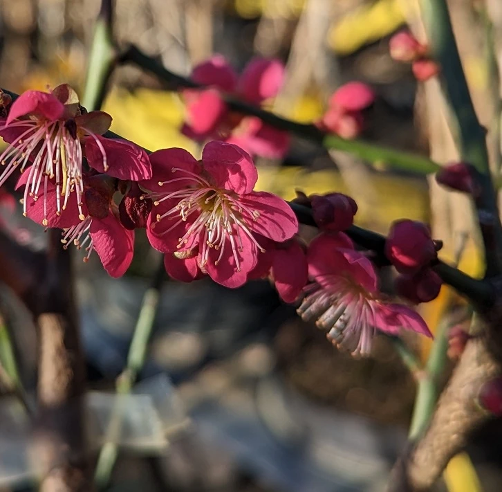Japanische Zier-Aprikose `Beni-chi-dori´ Prunus Mume `Beni-chi-dori´ 2 Japanische Zier-Aprikose `Beni-chi-dori´ Prunus Mume `Beni-chi-dori´ – Bild 2