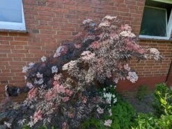 Holunder Black Lace ® Sambucus Nigra `Black Lace´ -Baumwelt Verkaufsgeschäft black lace6