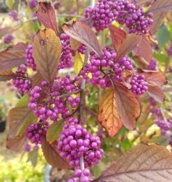 Schönfrucht, Liebesperlenstrauch Callicarpa Bodinieri `Profusion´ 7 Schönfrucht, Liebesperlenstrauch Callicarpa Bodinieri `Profusion´ -Baumwelt Verkaufsgeschäft callicarpa