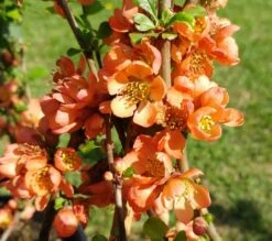 Nordische Zitrone, Zierquitte `Cido´ Chaenomeles Japonica `Cido´ -Baumwelt Verkaufsgeschäft cido 1