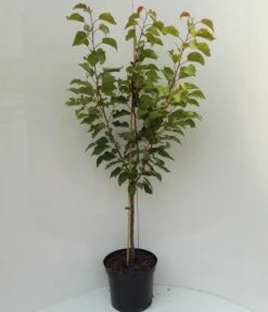 Kompakt Wachsende Aprikose `CompactaⓇ´ Prunus Armeniaca `Compacta´ -Baumwelt Verkaufsgeschäft compacta