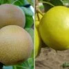 Duo-Nashibaum, Nijiseiki & Kosui Pyrus Pyrifolia -Baumwelt Verkaufsgeschäft duo nashi