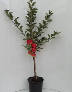 Elstar ® Malus Domestica 9 Elstar ® Malus Domestica -Baumwelt Verkaufsgeschäft elstar bscuhbaum