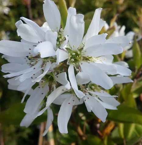 Felsenbirne Smoky Amelanchier Alnifolia Smoky 2 Felsenbirne Smoky Amelanchier Alnifolia Smoky – Bild 2