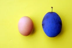 Haganta (S) Prunus Domestica `Haganta´ -Baumwelt Verkaufsgeschäft haganta12