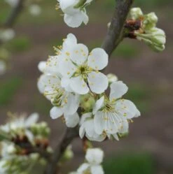 Hanita ® Prunus Domestica `Hanita -Baumwelt Verkaufsgeschäft hanita bl te