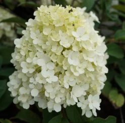 Rispenhortensie `Bobo®´ Hydrangea Paniculata `Bobo´ -Baumwelt Verkaufsgeschäft hortensie bobo1