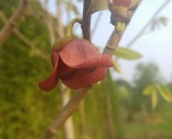 Veredelte Indianerbanane `Allegheny´® Peterson Pawpaws® Asimina Triloba `Allegheny´ 7 Veredelte Indianerbanane `Allegheny´® Peterson Pawpaws® Asimina Triloba `Allegheny´ -Baumwelt Verkaufsgeschäft indianaerbanane bl tefn0zwKy38WN32