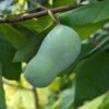 Veredelte Indianerbanane (Paw Paw) `Halvin´ Asimina Triloba `Wells´ -Baumwelt Verkaufsgeschäft indianerban frucht 1