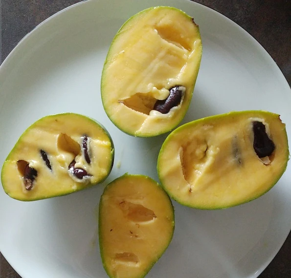 Veredelte Indianerbanane `Allegheny´® Peterson Pawpaws® Asimina Triloba `Allegheny´ 2 Veredelte Indianerbanane `Allegheny´® Peterson Pawpaws® Asimina Triloba `Allegheny´ – Bild 2