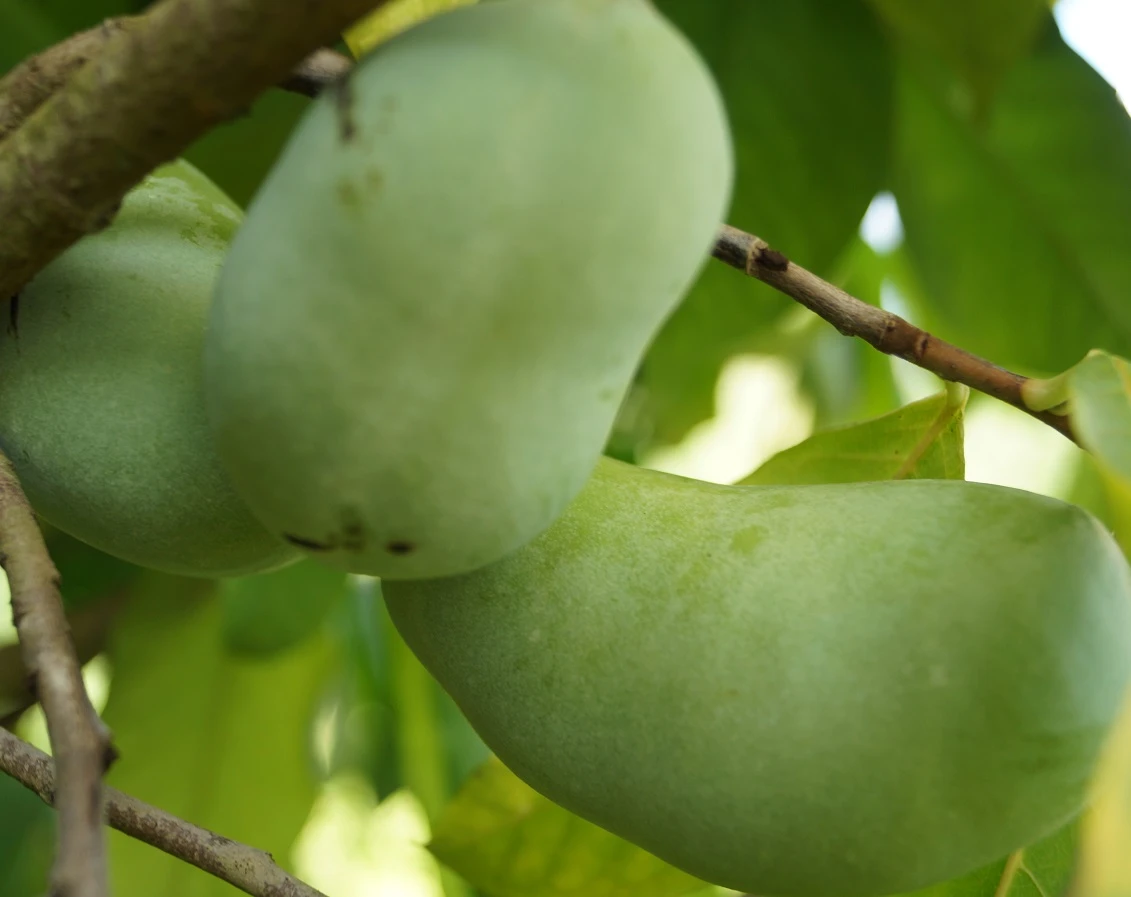 Veredelte Indianerbanane `NC1´ Asimina Triloba `NC1´ 1 Veredelte Indianerbanane `NC1´ Asimina Triloba `NC1´