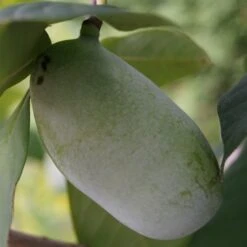 Veredelte Indianerbanane (Paw Paw) `Prima 1216´ (40-60cm) Asimina Triloba `Prima 1216´ -Baumwelt Verkaufsgeschäft indianerbanane43 1