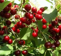 Sauerkirsche `Jade´ (S), Wurzelecht (kleinbleibend) Prunus Cerasus `Jade´