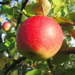 Jonagold Malus Domestica -Baumwelt Verkaufsgeschäft jonagold