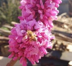 Judasbaum Cercis Siliquastrum -Baumwelt Verkaufsgeschäft judasbaum mit biene 3UmROOMoGkmKP3
