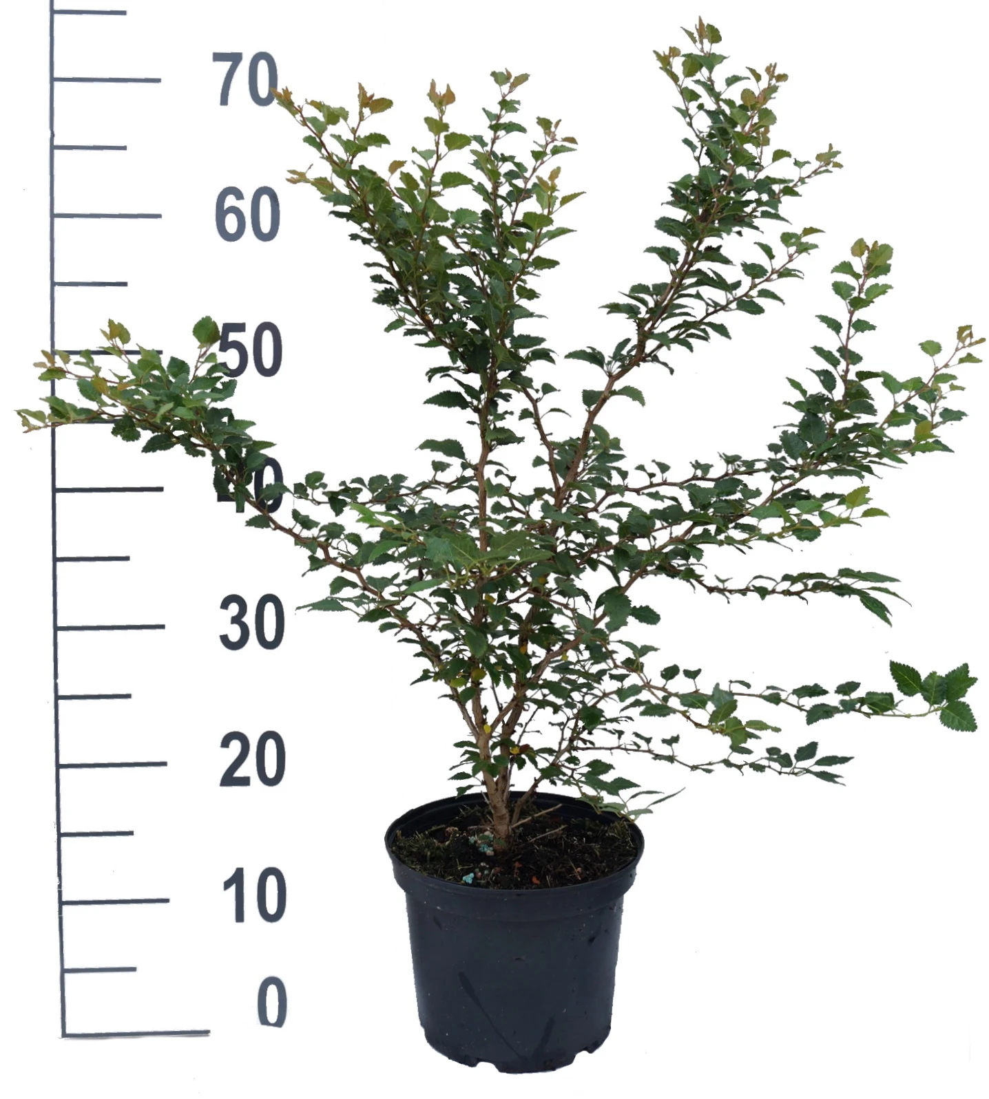 Zwerg-Zierkirsche `Kojou-no-mai´ Prunus Incisa `Kojou-no-mai´ 4 Zwerg-Zierkirsche `Kojou-no-mai´ Prunus Incisa `Kojou-no-mai´ – Bild 4