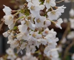 Zwerg-Zierkirsche `Kojou-no-mai´ Prunus Incisa `Kojou-no-mai´ 6 Zwerg-Zierkirsche `Kojou-no-mai´ Prunus Incisa `Kojou-no-mai´ -Baumwelt Verkaufsgeschäft kojou no mai2