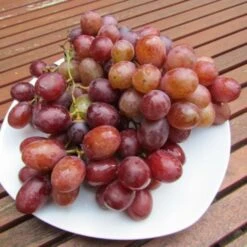 Kourgan Rose, Pilzfeste Weinrebe Vitis `Kourgan Rosé´