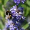 Mönchspfeffer Vitex Agnus Castus -Baumwelt Verkaufsgeschäft m nchspfeffer 44