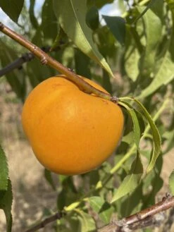 Honig-Nektarine `Bellarina´ Prunus Nucipersica `Bellarina´ -Baumwelt Verkaufsgeschäft nektarine bellarina frucht