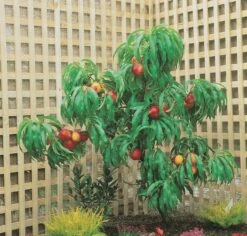 Zwergnektarine `Rubis® Necta ZeeⓈ´ Prunus Nucipersica -Baumwelt Verkaufsgeschäft nektarine necta zee rubis baum