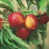 Zwergnektarine `Rubis® Necta ZeeⓈ´ Prunus Nucipersica -Baumwelt Verkaufsgeschäft nektarine necta zee rubis fruechte