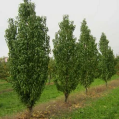 Säulen-Pfirsich `Ellora´ Prunus Persica `Ellora´ -Baumwelt Verkaufsgeschäft pfirsich ellora baeume