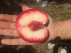 Säulen-Pfirsich `Ellora´ Prunus Persica `Ellora´ -Baumwelt Verkaufsgeschäft pfirsich ellora frucht1