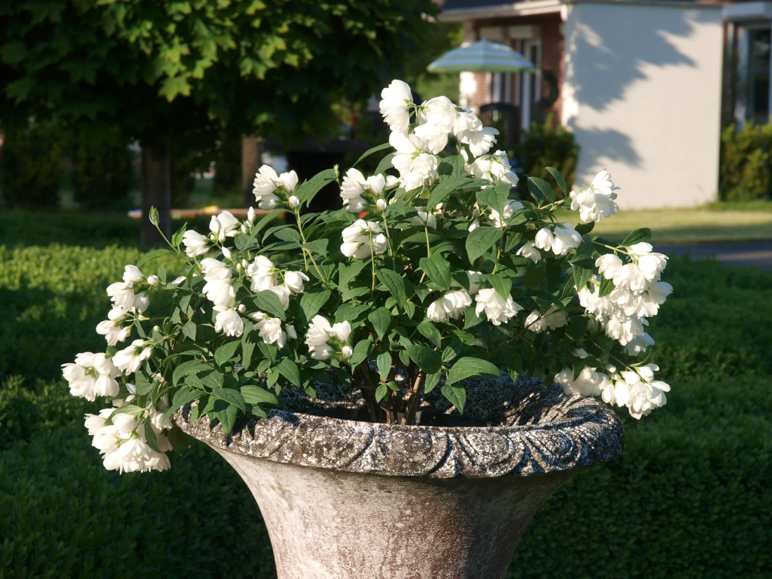 Zwerg-Gartenjasmin `Little White Love´ Philadelphus Coronarius 1 Zwerg-Gartenjasmin `Little White Love´ Philadelphus Coronarius