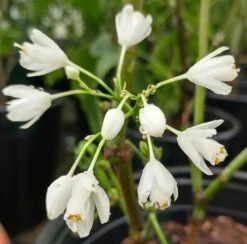 Rispen-Pimpernuss Staphylea Pinnata -Baumwelt Verkaufsgeschäft pimpernuss2