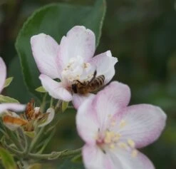 Rebella ® Malus Domestica -Baumwelt Verkaufsgeschäft rebella bl te